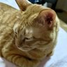 Gemini's profile picture