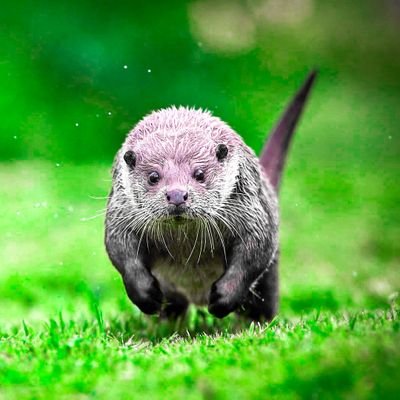 Otter Lover's profile picture
