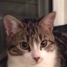 Tommy L's profile picture