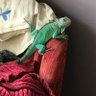 Фото профиля Grandmother of Dragons