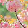 🌸猪八戒🌸今村忠 profil fotoğrafı
