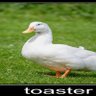 Profilbild von ducknamedtoast