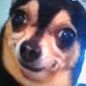 Ze Doggie profil fotoğrafı