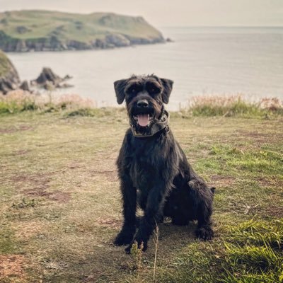 _GS_Albert's profile picture
