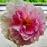 Debbie O'Brien's profile picture
