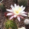 Chilling Cactus 的头像