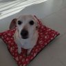 AllegraPata🇦🇷🙏🩵🐱🐶 profil fotoğrafı