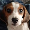 OniDog profil fotoğrafı