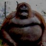 Profilbild von Collin