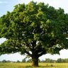 Oakmont Worldwide profil fotoğrafı
