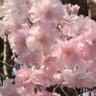 Profilbild von 桜ママ