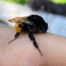 Profilbild von 小蜜蜂🐝