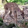 deer idiot woman stupid 的头像