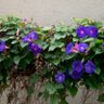 MorningGlory12's profile picture