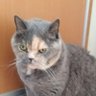 猫ちゃんのティッシュです 的头像