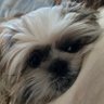 Фото профиля mia.shihtzu