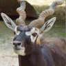 Blackbuck's profile picture