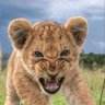 Aggressive Simba profil fotoğrafı