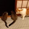 きつねははちゃん's profile picture