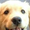 politicalpuppy's profile picture