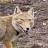 Profilbild von Lobo Solitário