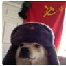 Profilbild von sajor