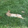 Lounging Rabbit 的头像