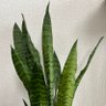 Фото профиля 弟切草