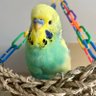 Profilbild von Vanessa 🦜