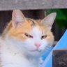 Profilbild von ハマスホ hamasuho