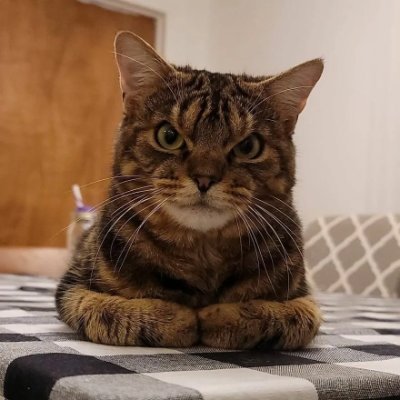 __KeLLePaCa__'s profile picture
