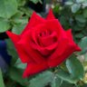 Фото профиля SHU "Wrathchild" HEERO