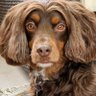 Sylvia - Of the forest's profile picture
