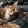 Profilbild von Bob
