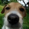 Фото профиля The Thinking Doggo