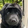 喜欢黑丝少妇 profil fotoğrafı