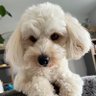 Ariel's profile picture