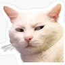 gato ressabiado profil fotoğrafı