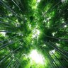 サンセット**アナハイム***##🌴 profil fotoğrafı