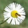 Bees Be Best's profile picture
