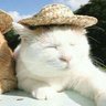 Leaf_Leif_Leaf's profile picture