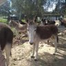 Profilbild von JacintoRonquillo