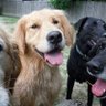 Project Good Dog 的头像