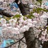 Фото профиля あおはる
