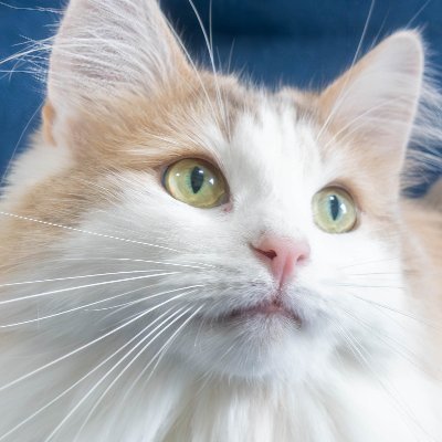 エドリー's profile picture