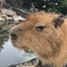 カピ@ぜるだ profil fotoğrafı