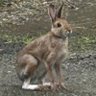 Profilbild von ラッキーうさぎ