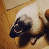 Momo-dog 的头像