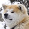 Profilbild von 早池峰犬(無敵)