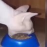 Mrtheguy's profile picture